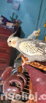 ১ জোড়া কোকাটেল পাখি